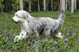 BEARDED COLLIE 233